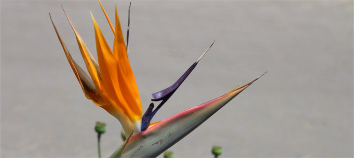 Header-Blume-Vorlage.jpg
