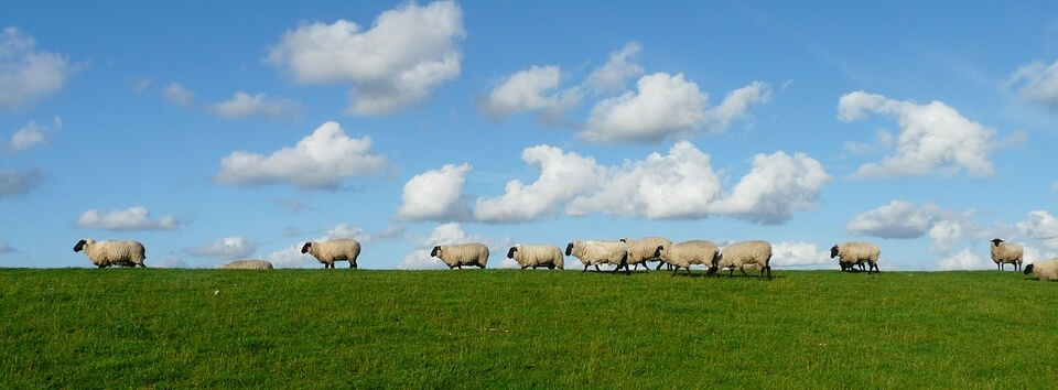 Schafe-Wiese.jpg