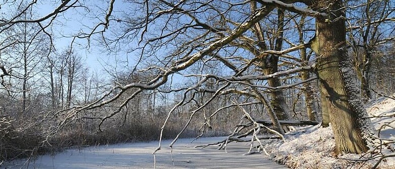 winter.jpg