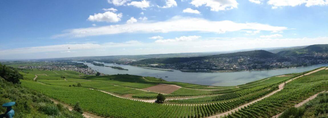 Weinberge_Rhein.jpg