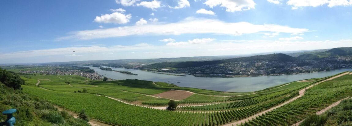 Weinberge_Rhein-scaled.jpg