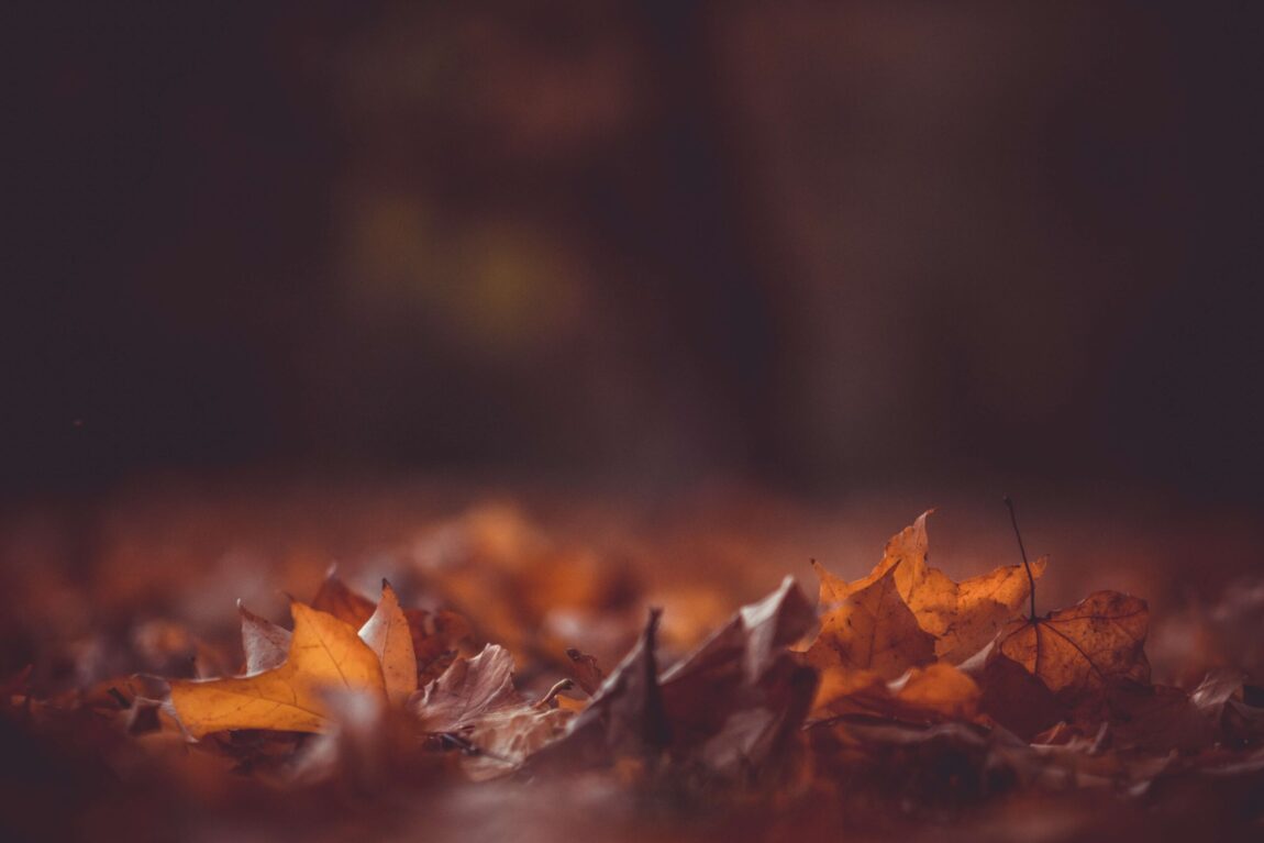kristian-seedorff-BvUicqkaZZ0-unsplash-scaled.jpg
