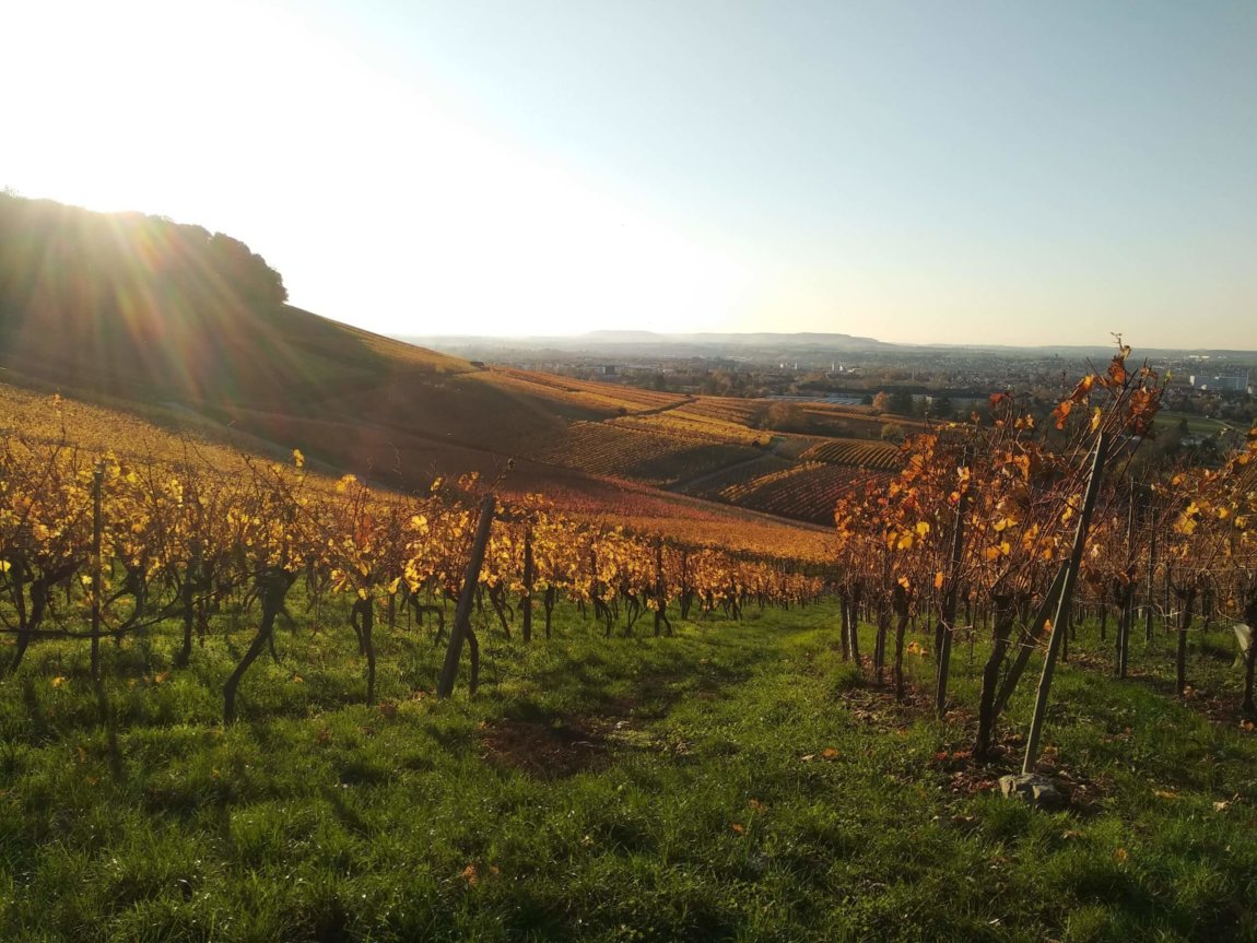 Weinberge-scaled.jpg